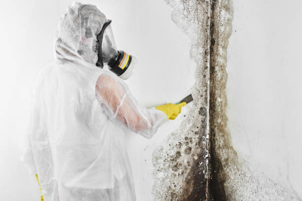 Spring Lake, NJ Mold Remediation Company