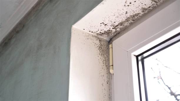 Best Bathroom Mold Remediation in Spring Lake, NJ