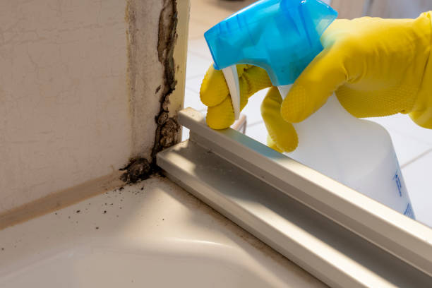 Best Mold Remediation for Specific Building Types in Spring Lake, NJ