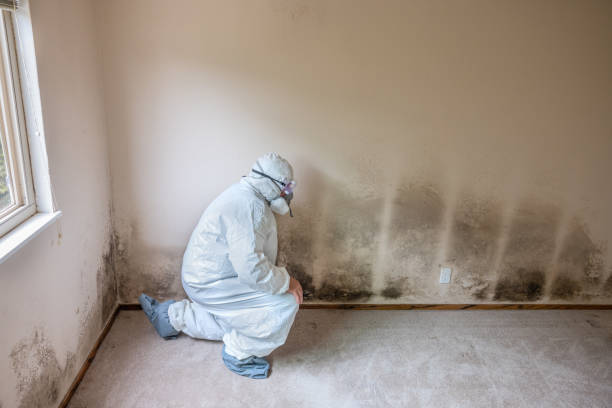 Spring Lake, NJ Mold Remediation Company