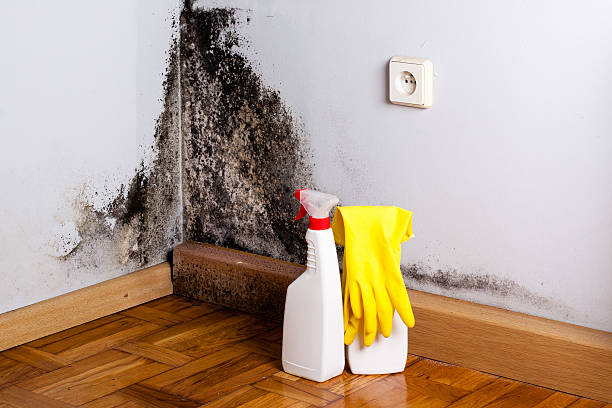 Best Crawl Space Mold Remediation in Spring Lake, NJ