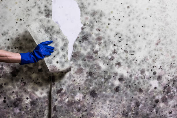 Best Basement Mold Remediation in Spring Lake, NJ