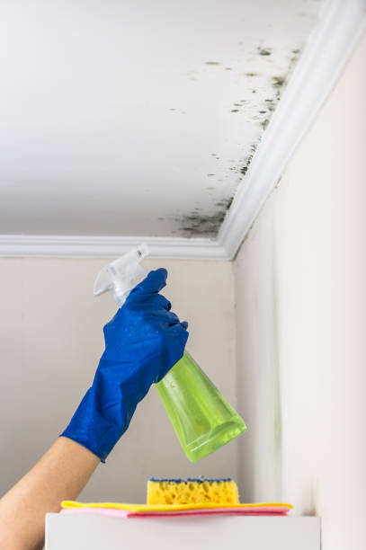 Best Emergency Mold Remediation in Spring Lake, NJ