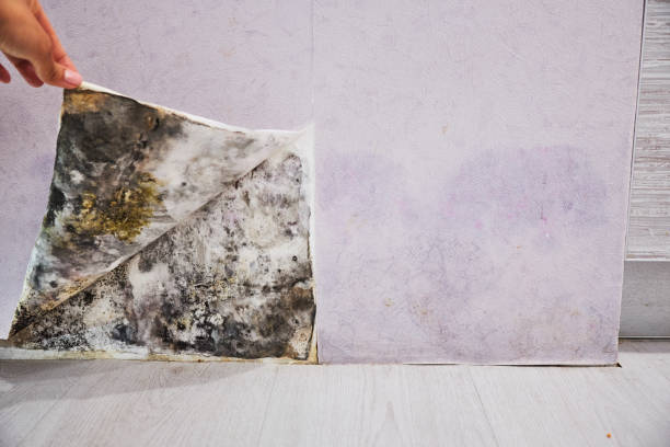 Best Insurance-Related Mold Remediation in Spring Lake, NJ